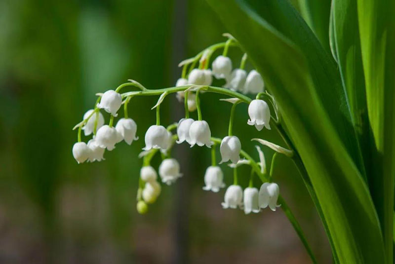 香水之王——茉莉