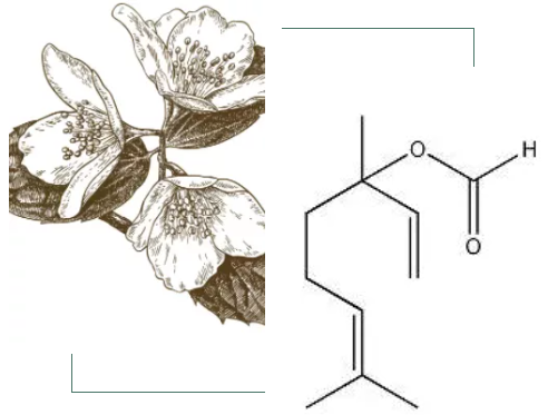 精油化學(xué) | 乙酸芳樟酯 | 調(diào)香原料