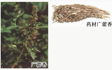 香精與香料(76)—廣藿香