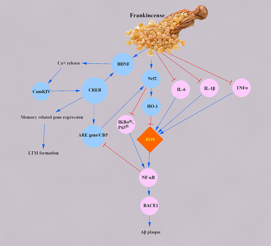 香精與香料(83)—乳香(Frankincense)