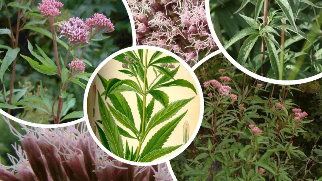 香精與香料(99)—佩蘭(Eupatorium fortunei )