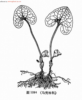 香精與香料(101)—蘅薇