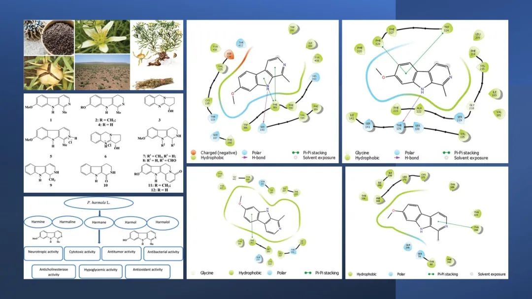 香精與香料(109)—駱駝蓬