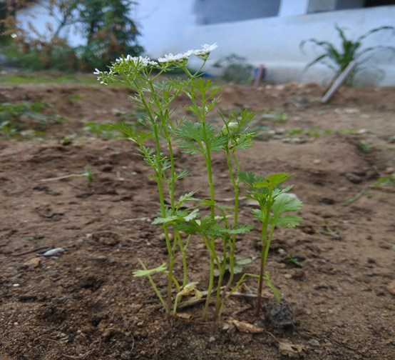 香精與香料(128)—芫荽