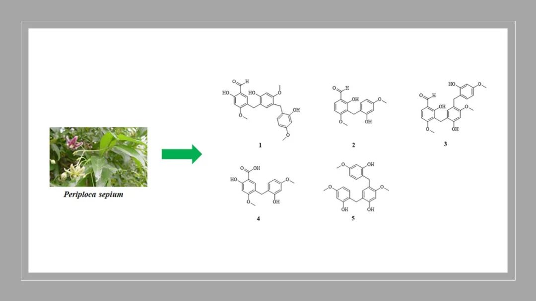 香精與香料(129)—香加皮