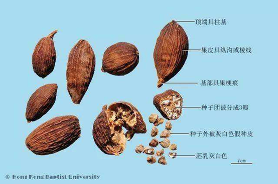 香精與香料(145)—草果