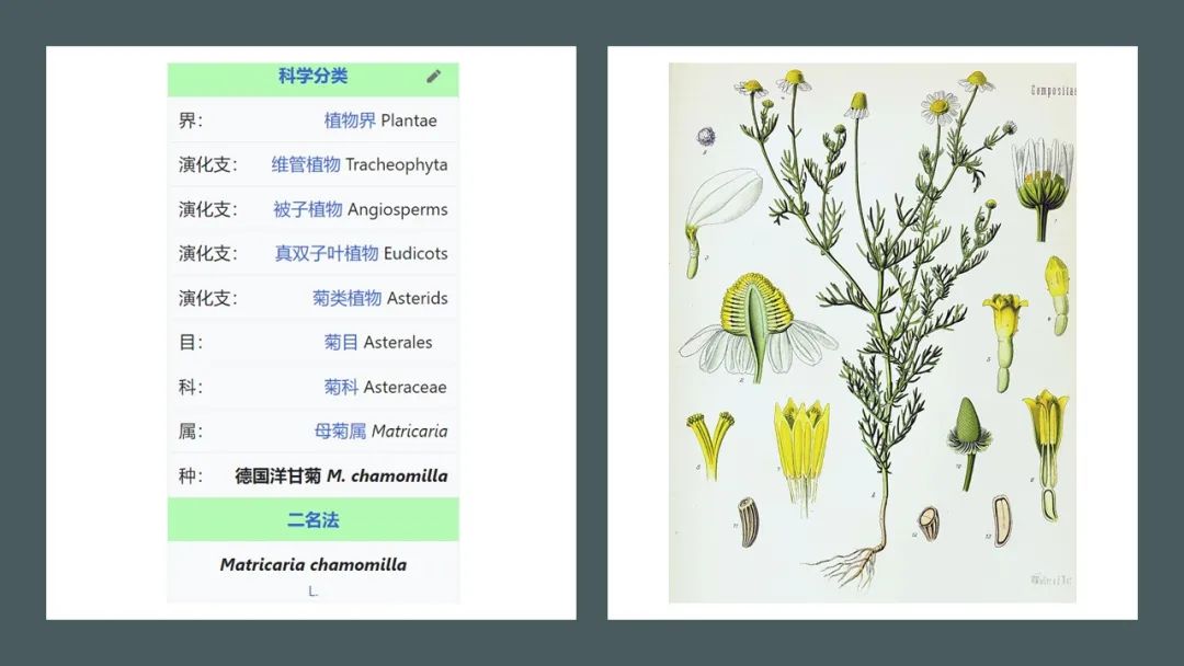 香精與香料(165)—洋甘菊