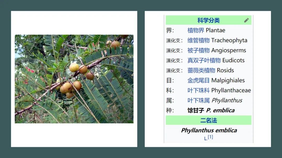 香精與香料(170)—油柑