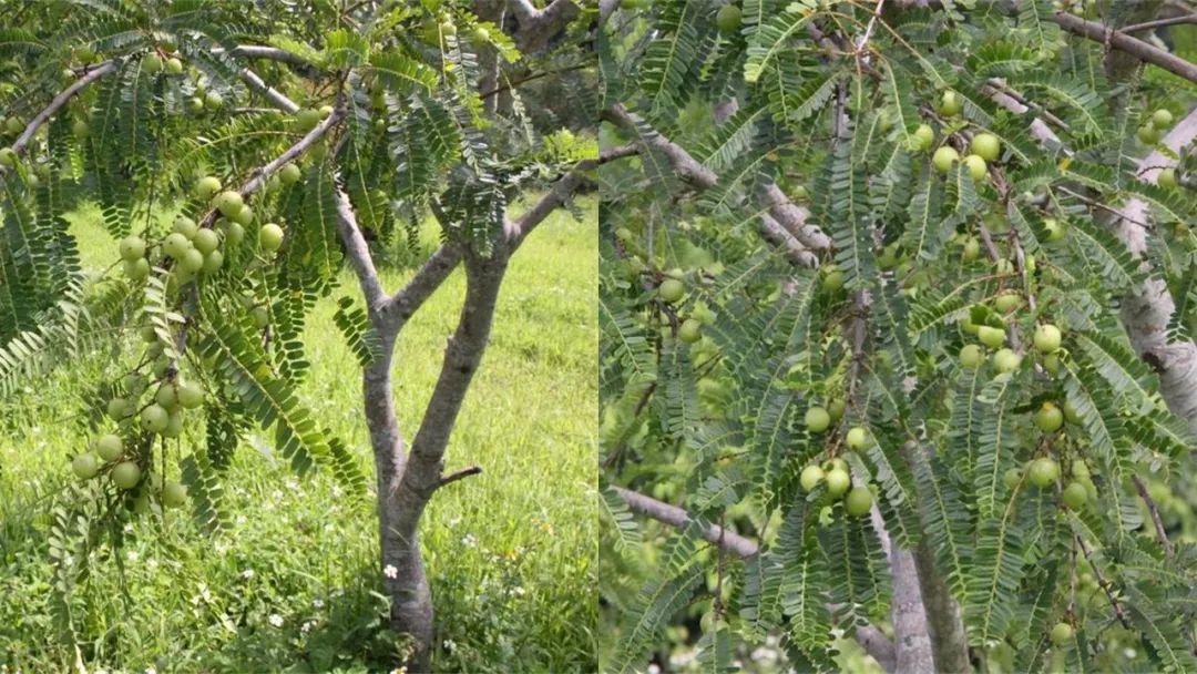 香精與香料(170)—油柑