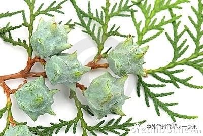 Flavor & Fragrance 文獻(xiàn)綜述：天然香精提取，生產(chǎn)和研究領(lǐng)域的進(jìn)展