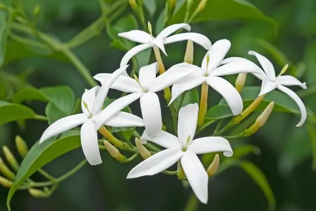 室內(nèi)種植這幾種植物，讓你的房間充滿芳香，凈化空氣，芬芳室內(nèi)