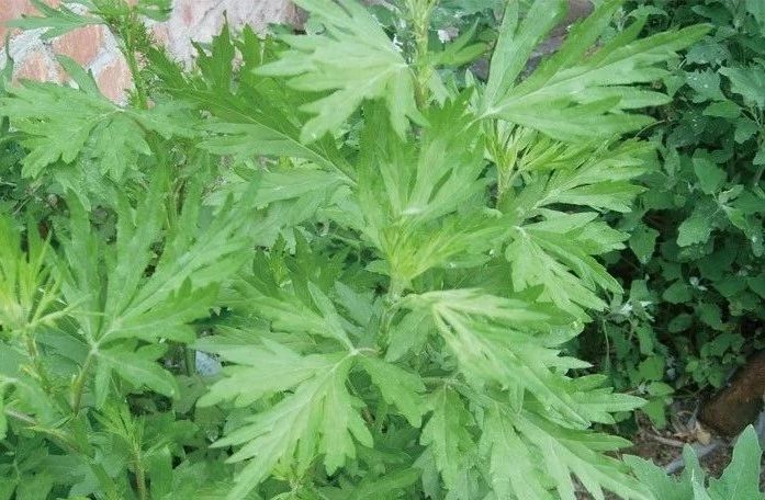 夏天來了，驅蚊的香料有哪些