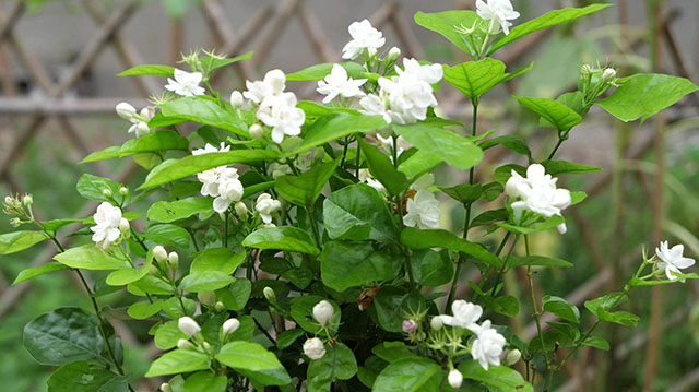 茉莉精油和茉莉香精兩者之間大有不同